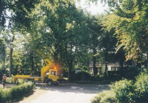 Baumfällarbeiten 2003